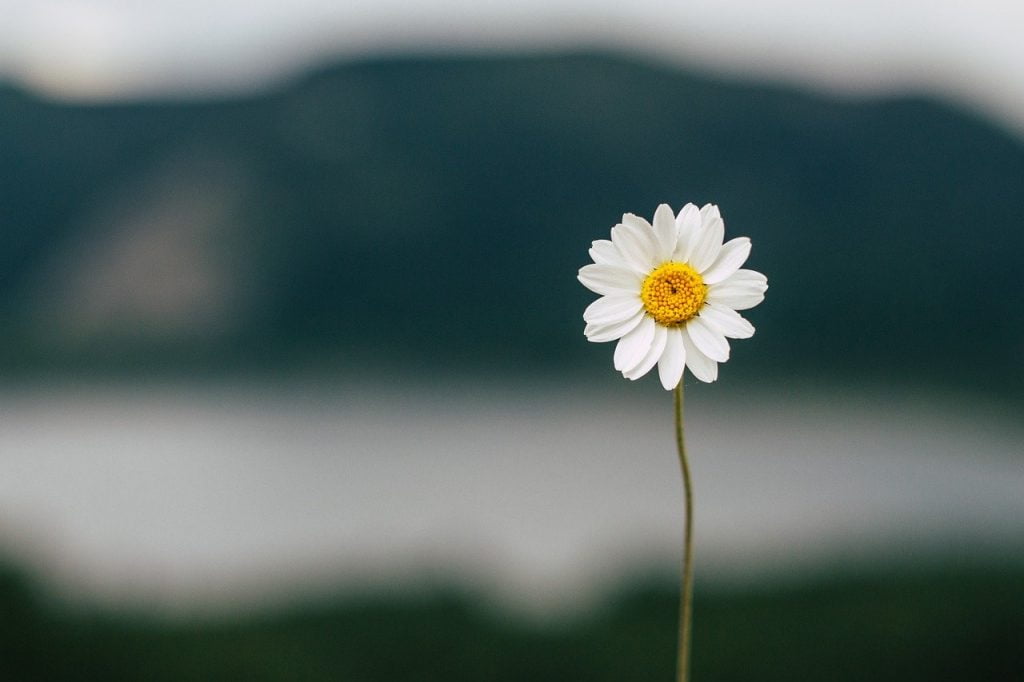 daisy, flower, lake-5383056.jpg